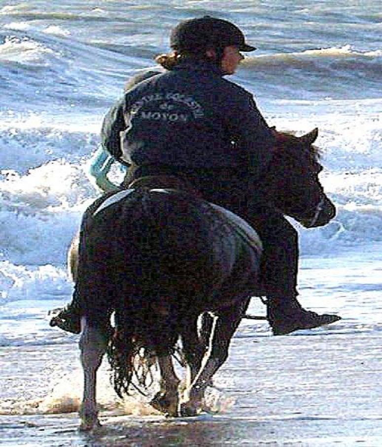 le centre equestre